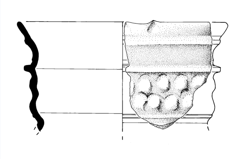 Desenho de um exemplar.